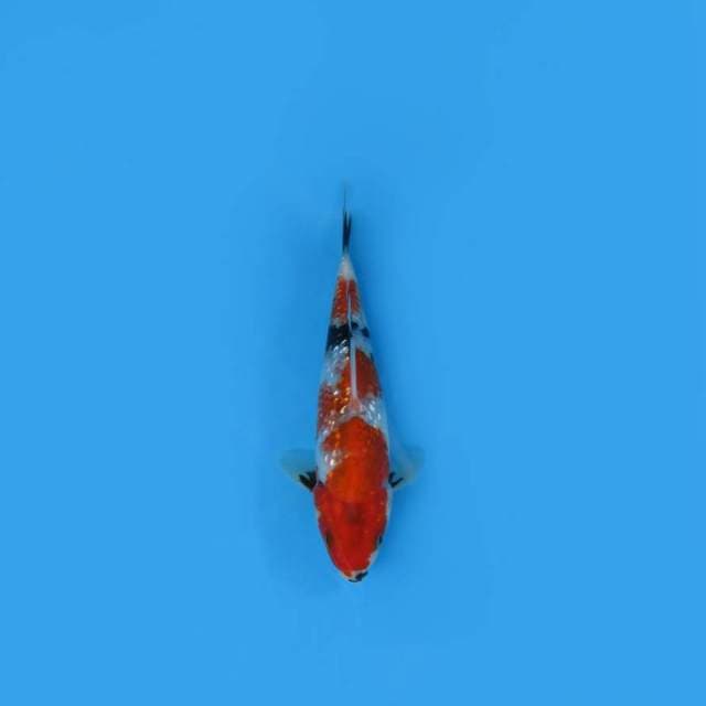 NEAR KOI - 18CM - TATE SHOGIN ?