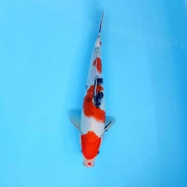 8. Sanke || 31 cm
