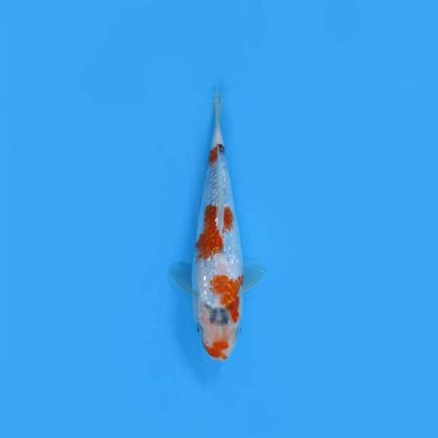 NEAR KOI - 22CM - EASY SHOGIN