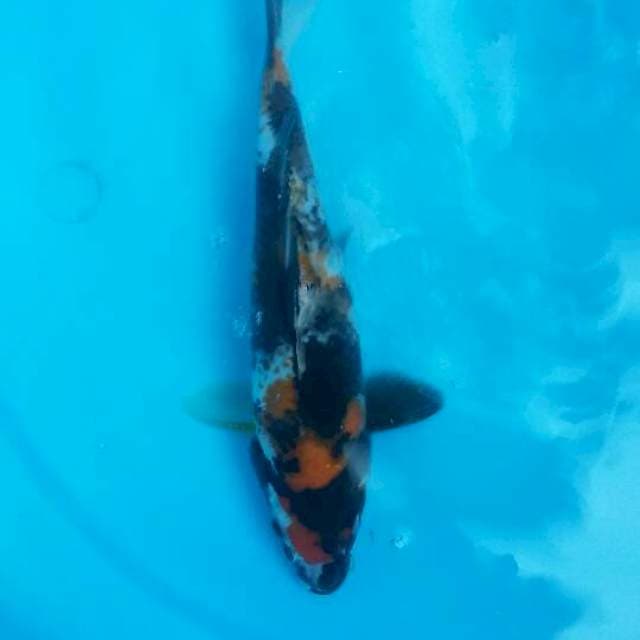 Showa kanoko