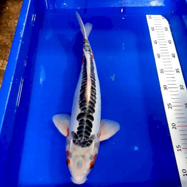 Shusui 43 cm male