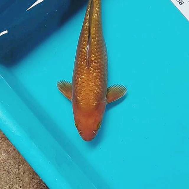 Cagoi 33cm