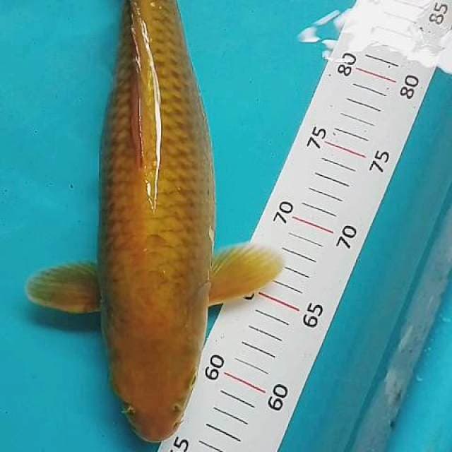 Chagoi 38 cm