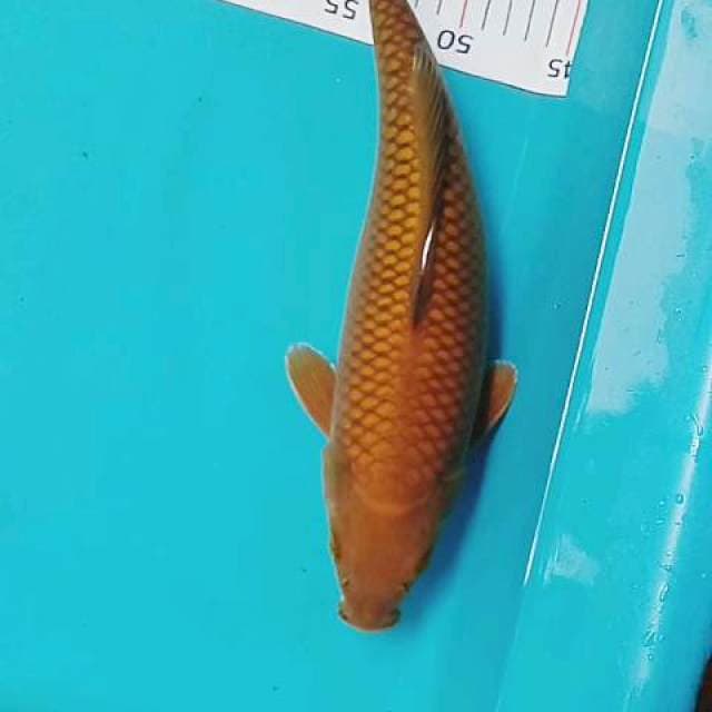 Cagoi tembaga 32 cm