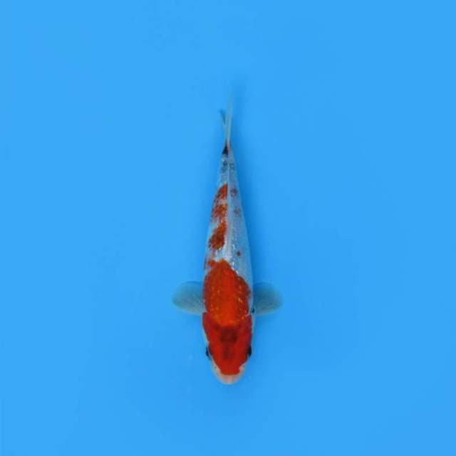NEAR KOI - 21CM - SHOGIN