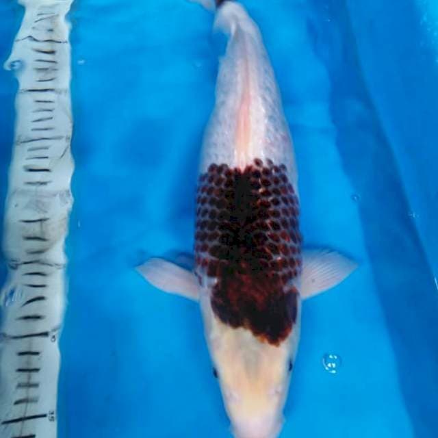 JUMBO GIMRIN GOROMO 45 cm