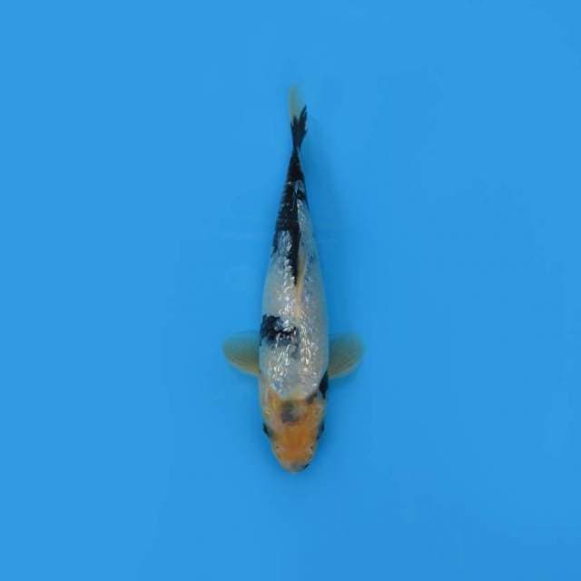 NEAR KOI - 22CM - SHIUT GIN