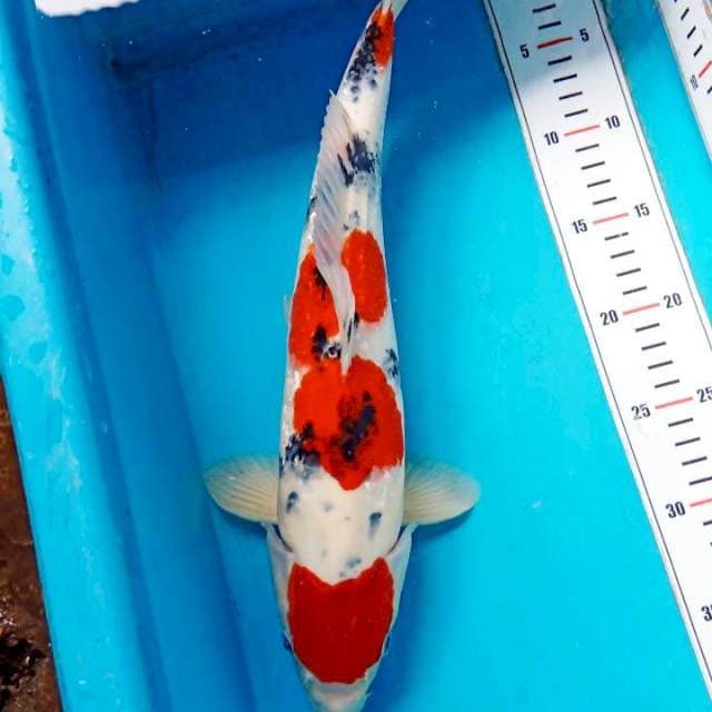 Sanke Maruten 40cm