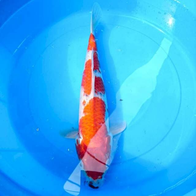 goshiki 37 cm