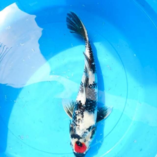 tancho showa 35 cm