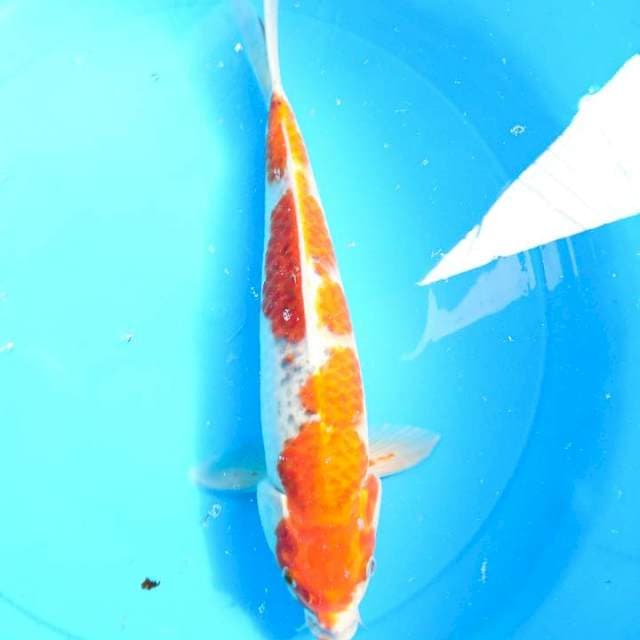 goshiki 32 cm