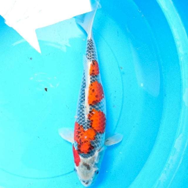 ghosiki racing 35 cm