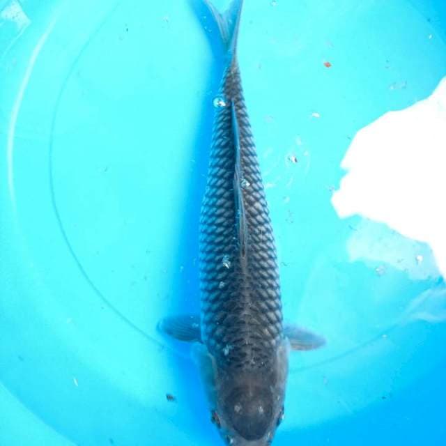 soragoi 35 cm