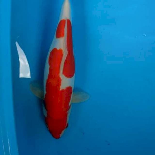 Kohaku doitsu F1