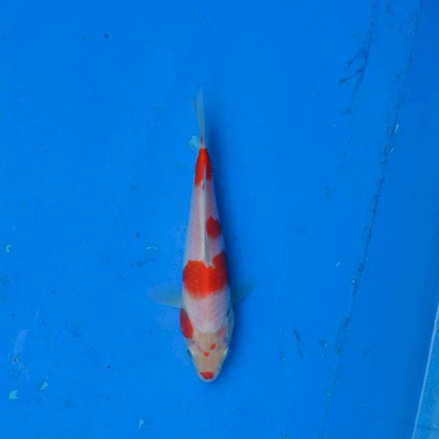 Kohaku Ori F1