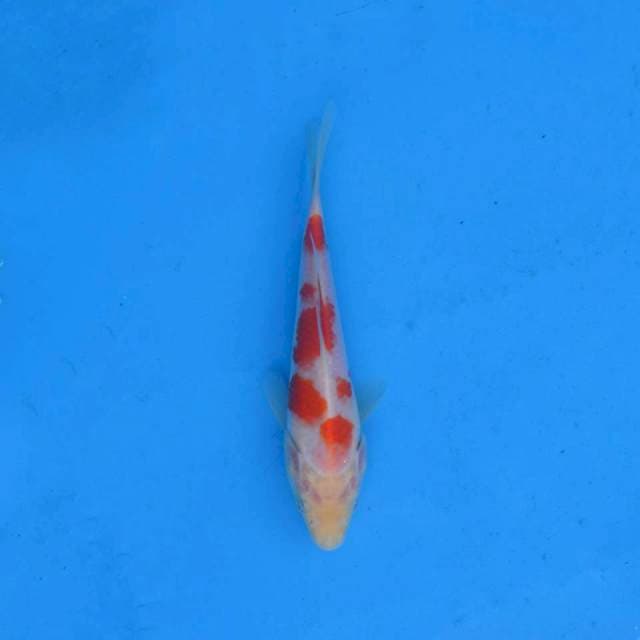 Kohaku Ori F1