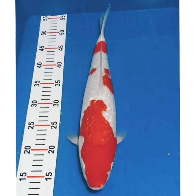 Jumbo kohaku ginrin strong