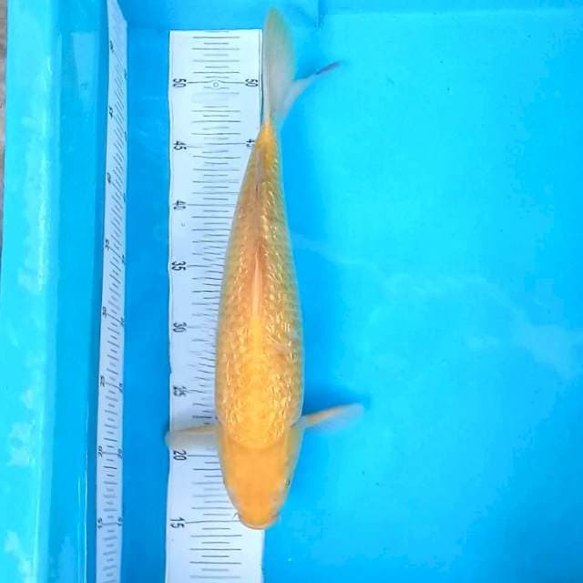 Red eye Ginrin # 38cm