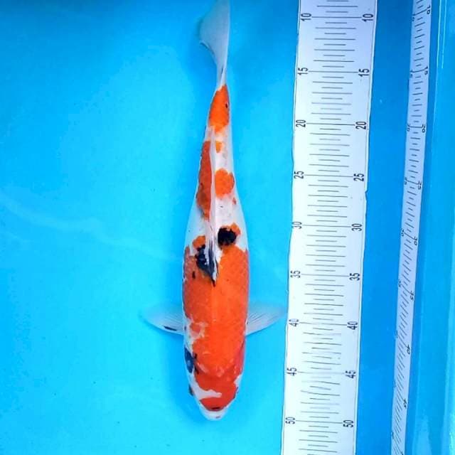 Sanke # 40cm