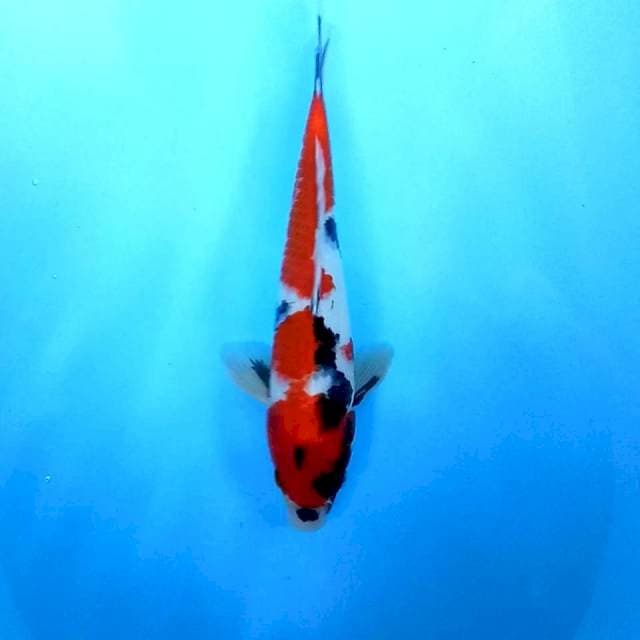 Showa # 35cm
