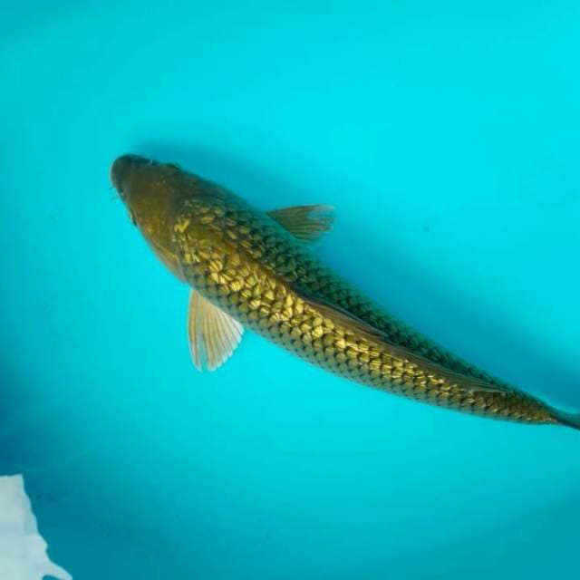 Chagoi 30