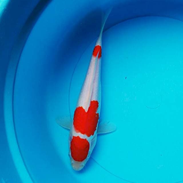 Maruten kohaku 26cm
