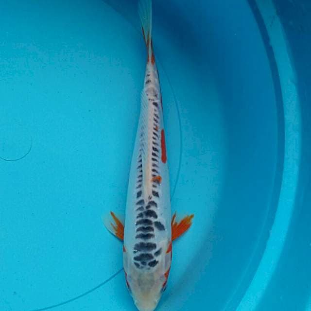 Hana shushui josss 25cm