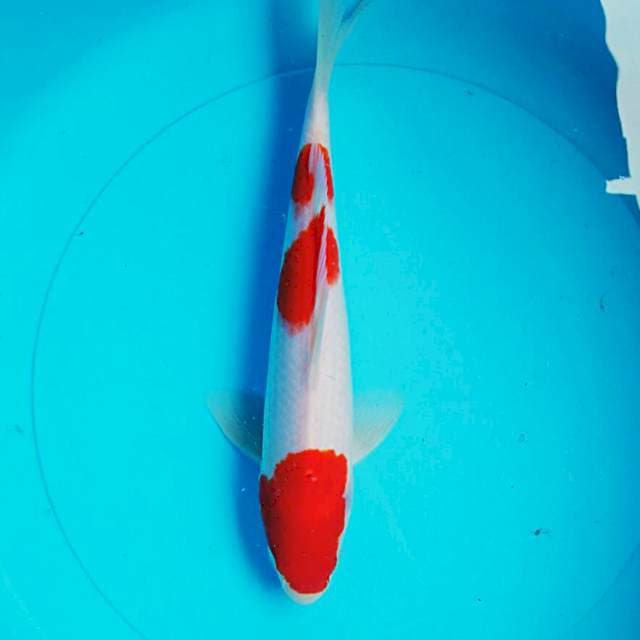 Beautiful red 25cm