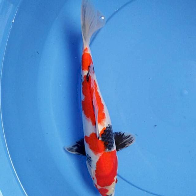 Showa 32cm