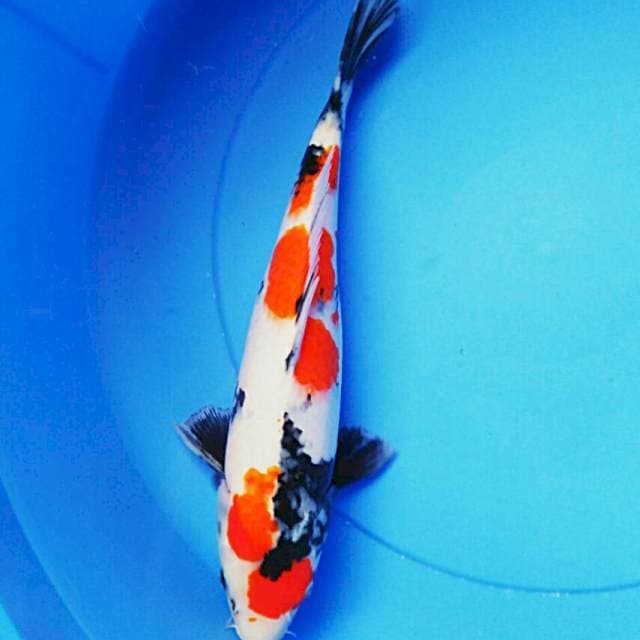 Good showa 33cm