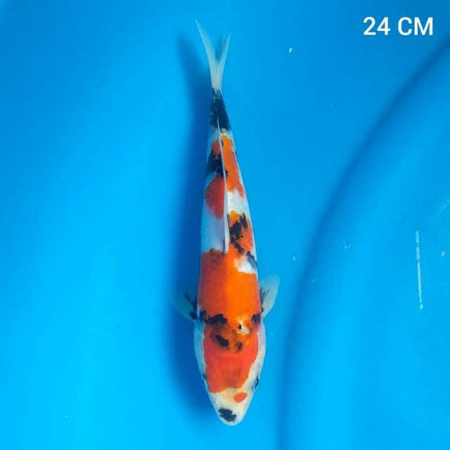 Showa 24 Cm