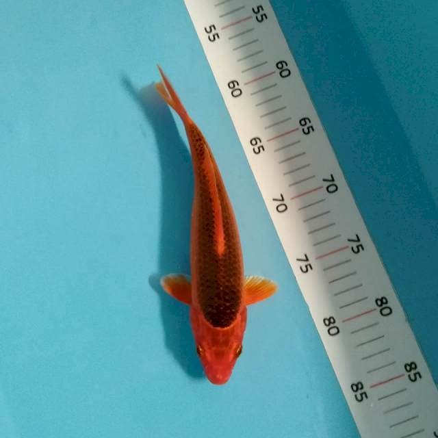 Aka matsuba 26cm