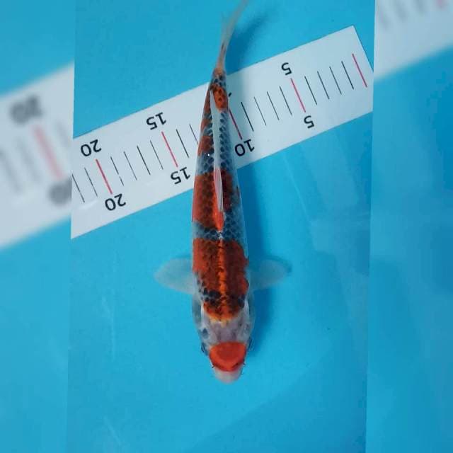 Kujaku merah siip 25cm