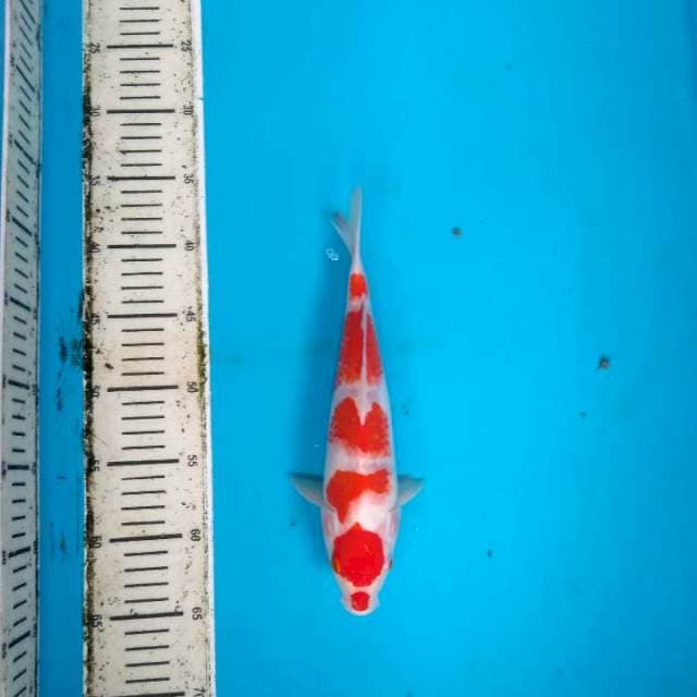 Super red Maruten Kohaku 30cm