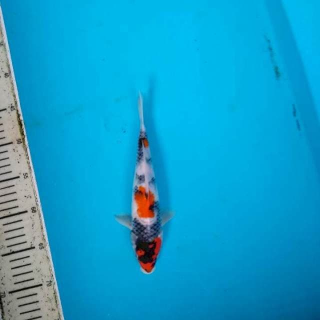 Maruten Showa Tategoi 24cm