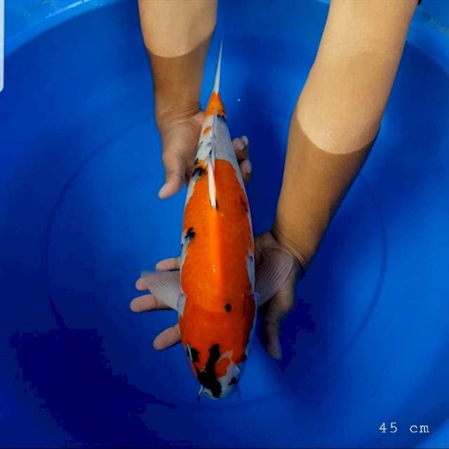 Showa original 45 cm