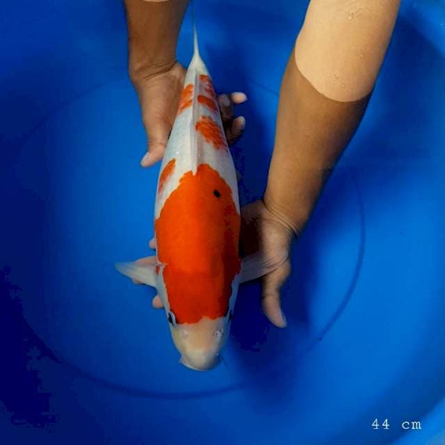 Showa tategoi 44 cm