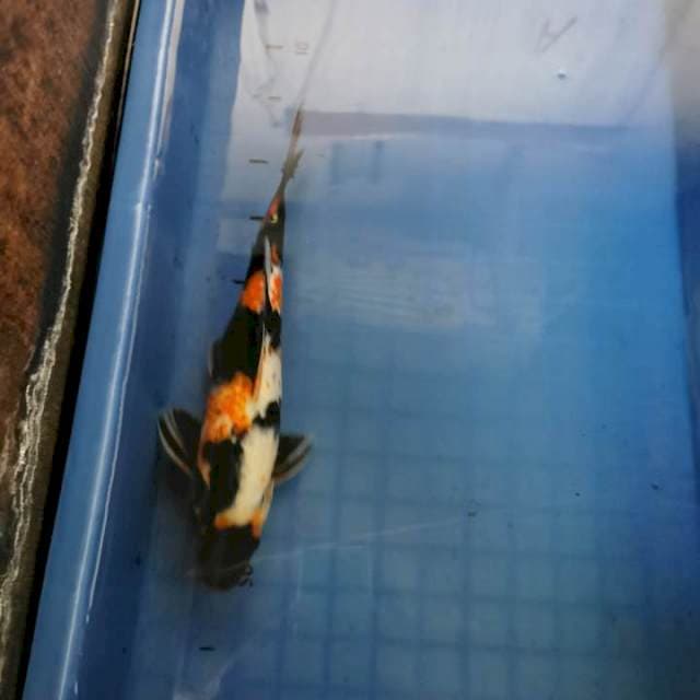 Showa 32cm Super