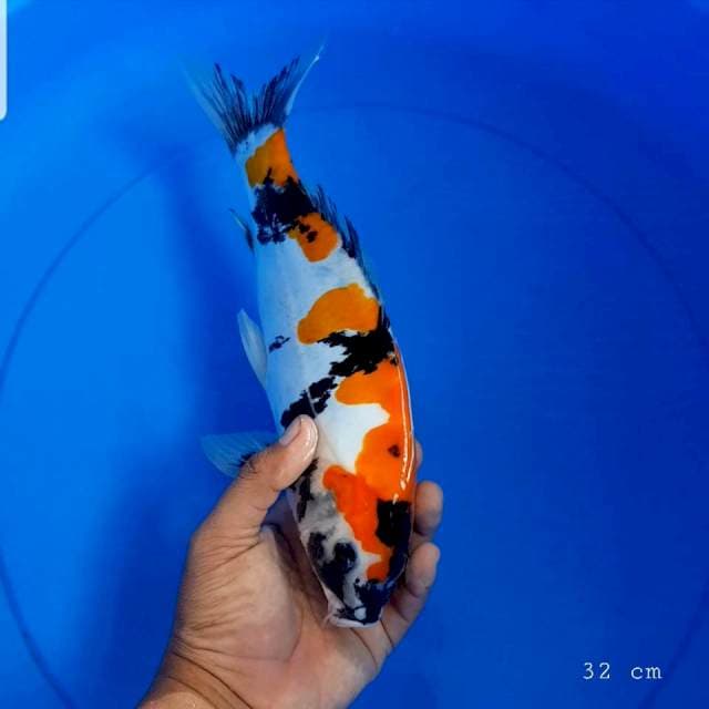 Doitsu showa 32 cm