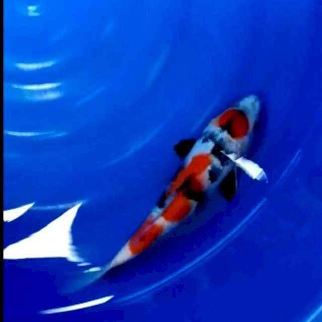 Showa maruten 32 cm