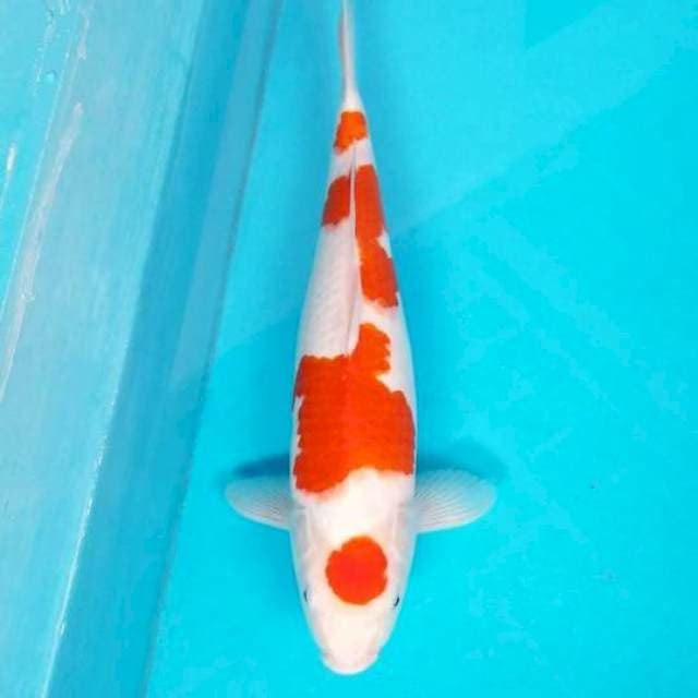 MARUTEN KOHAKU 45 CM