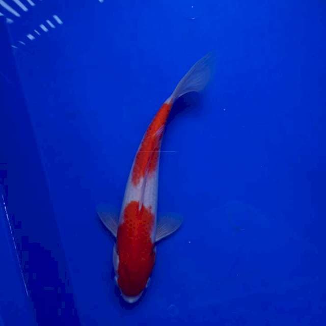 Kohaku