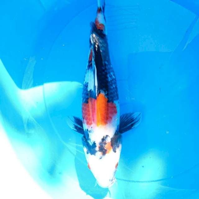 showa 36 cm