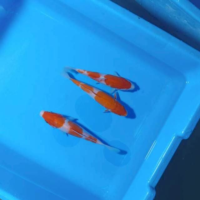 Trio sandan kohaku