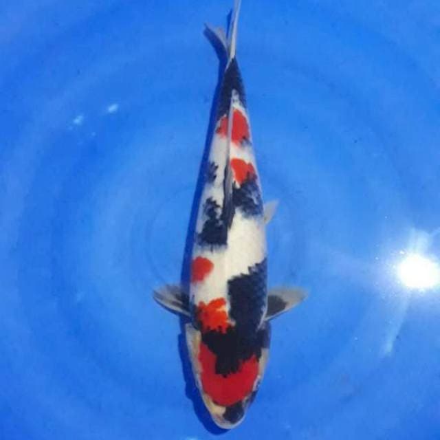 Showa bulky Betina 34cm