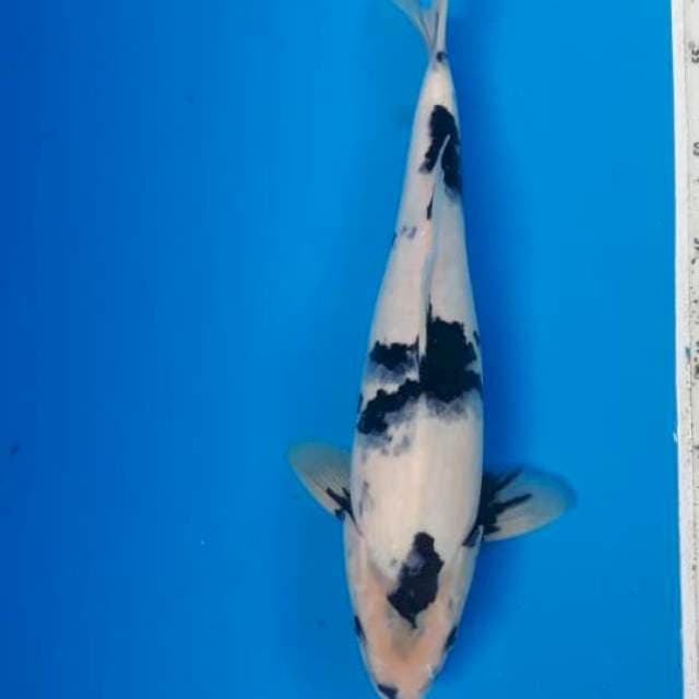 Shiro 35cm