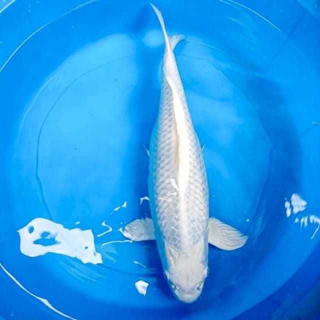 platinum 43 cm