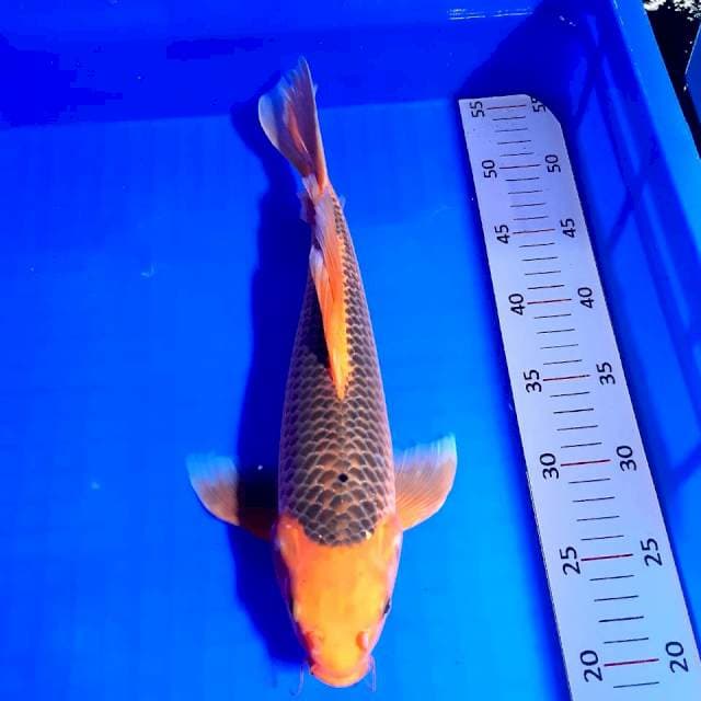 Matsba kumpay 35 cm
