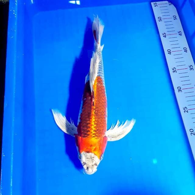 Kujaku sleyer 37 cm