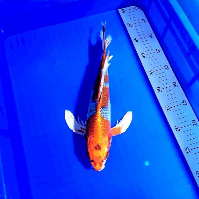Kujaku sleyer male 35 cm